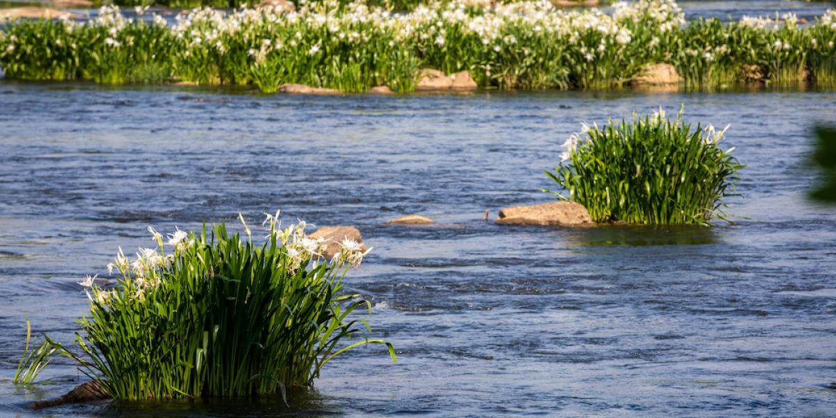 Rocky Shoals Spider Lilies at Landsford Canal State Park