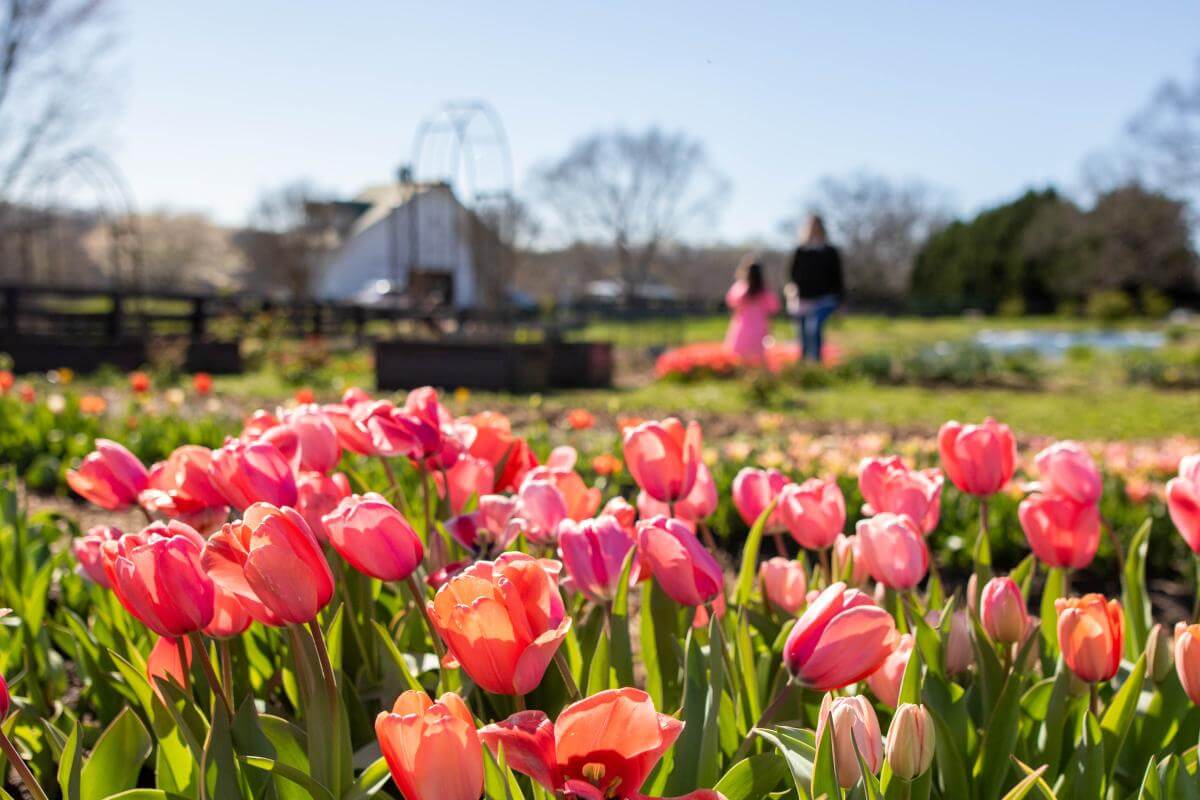 tulips at Five Blossom Farm