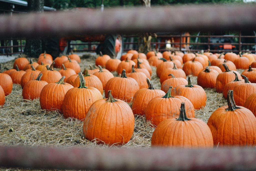 Fall for the OED: Your Ultimate Fall Bucket List