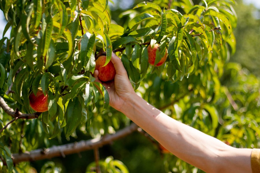 How to Pick the Perfect South Carolina Peach Cotton Hills Farm peaches