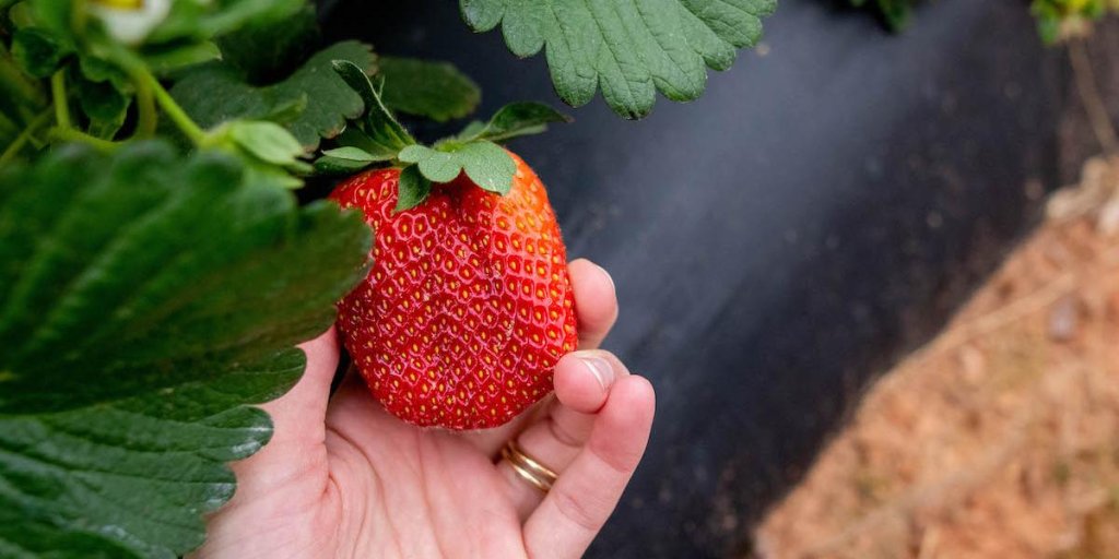 strawberries at Cherry Place Farm