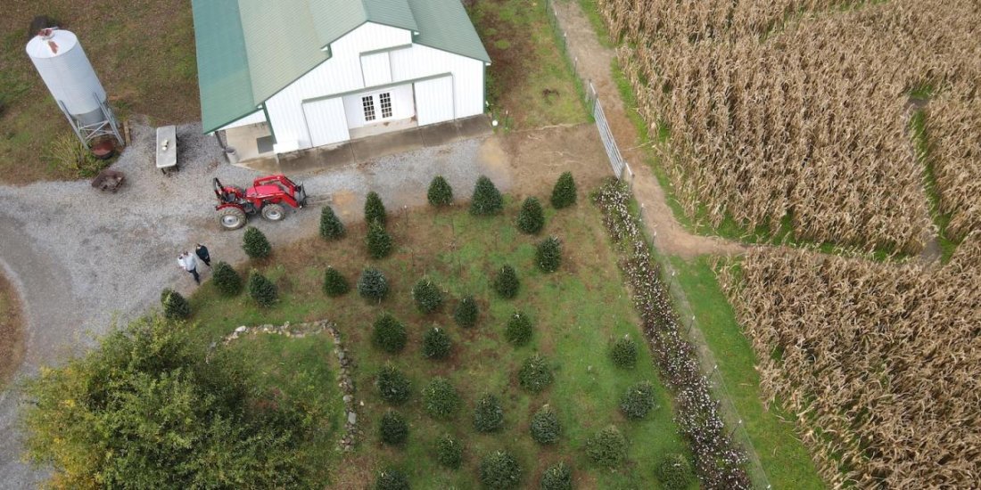 Choose & Cut Your Christmas Tree in the OED | Olde English District