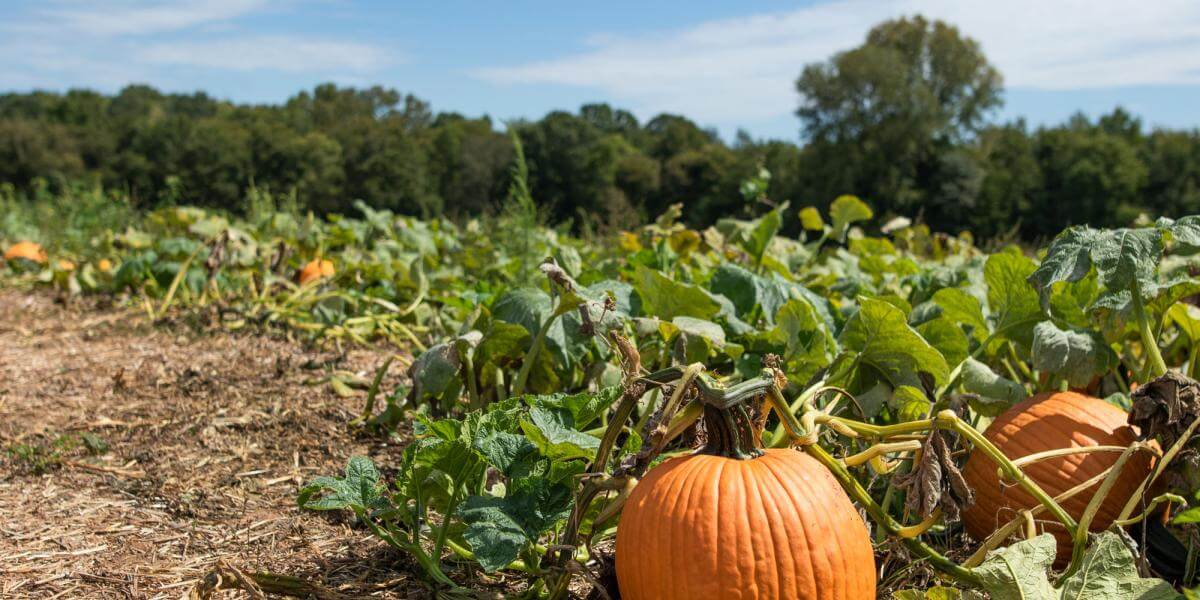 6 Spots To Pick Pumpkins in the OED