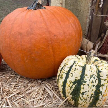 Pumpkin Patch Express