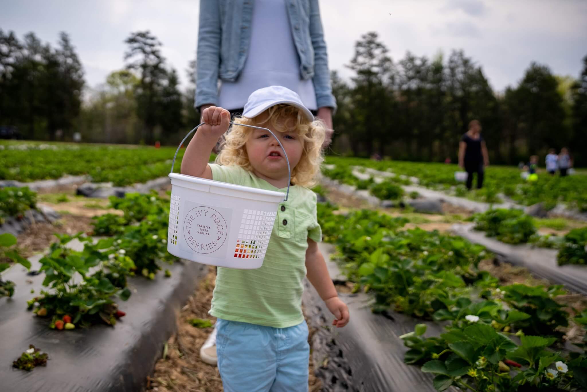 The Ivy Place Berry Farm