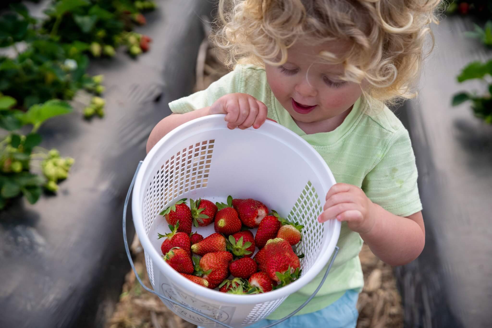 Ivy Place Berry Farm