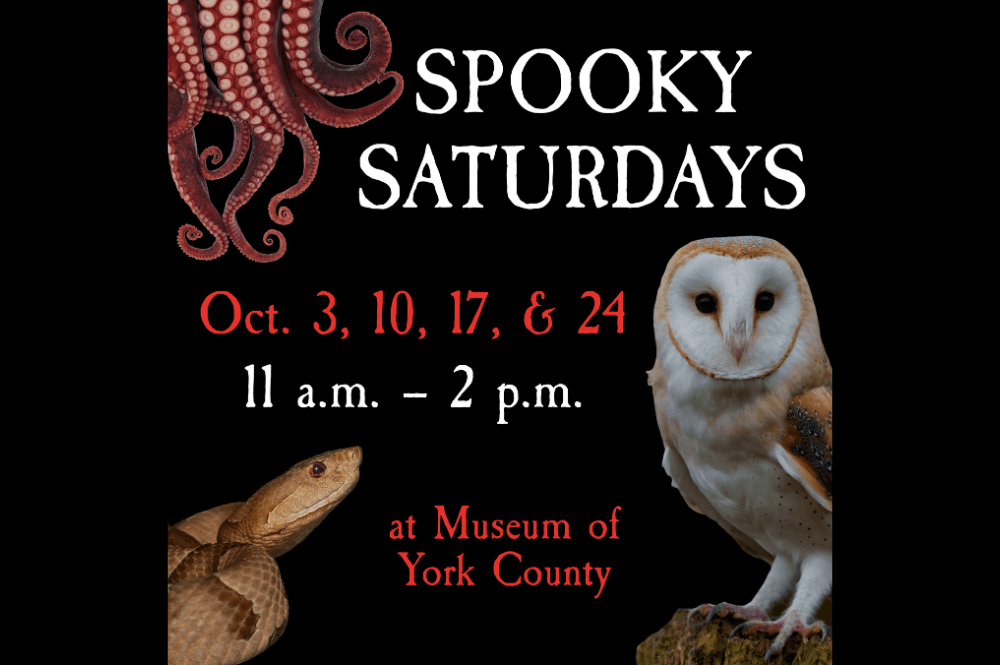 Spooky Saturdays: Night Hunters at York County Museum