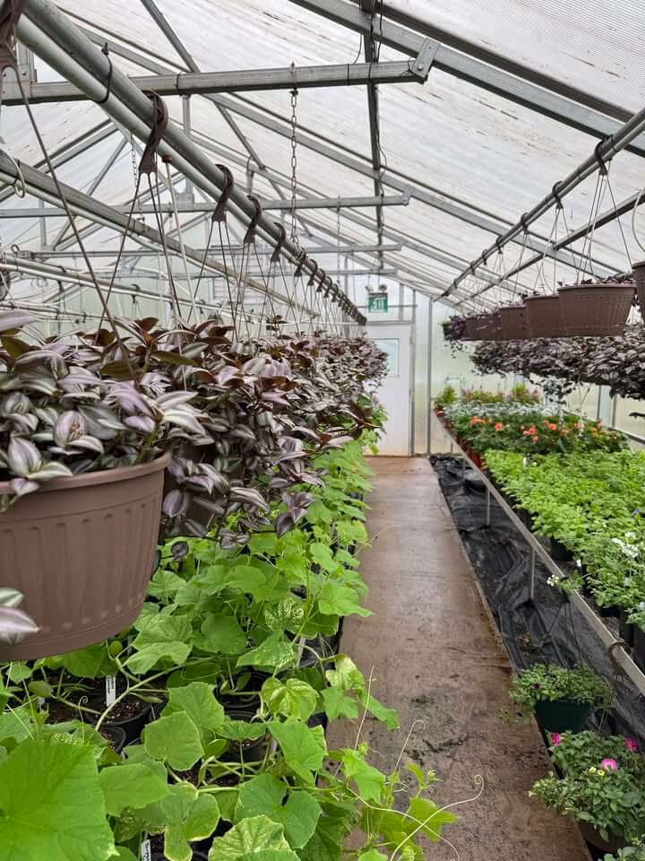 First Annual Buford FFA Plant Sale and Spring Fling