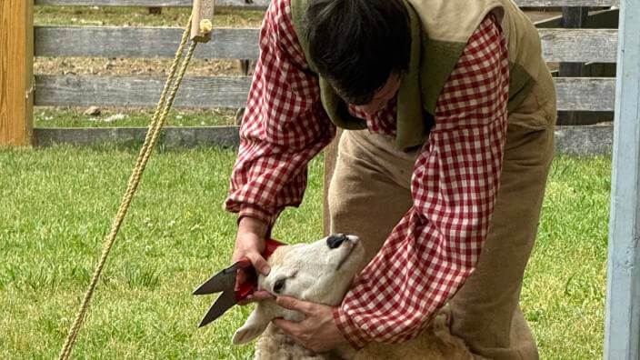 Living History Saturday—Sheep Shearing Day