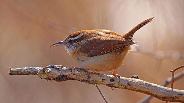 World Migratory Bird Day 2026