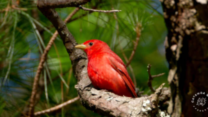 Bird Walk at Catawba Bend