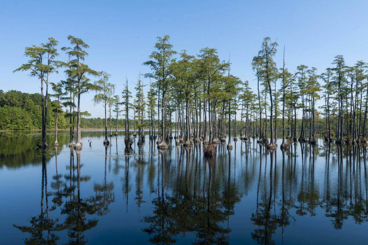 Visit These 9 State Parks in SC's Piedmont Region