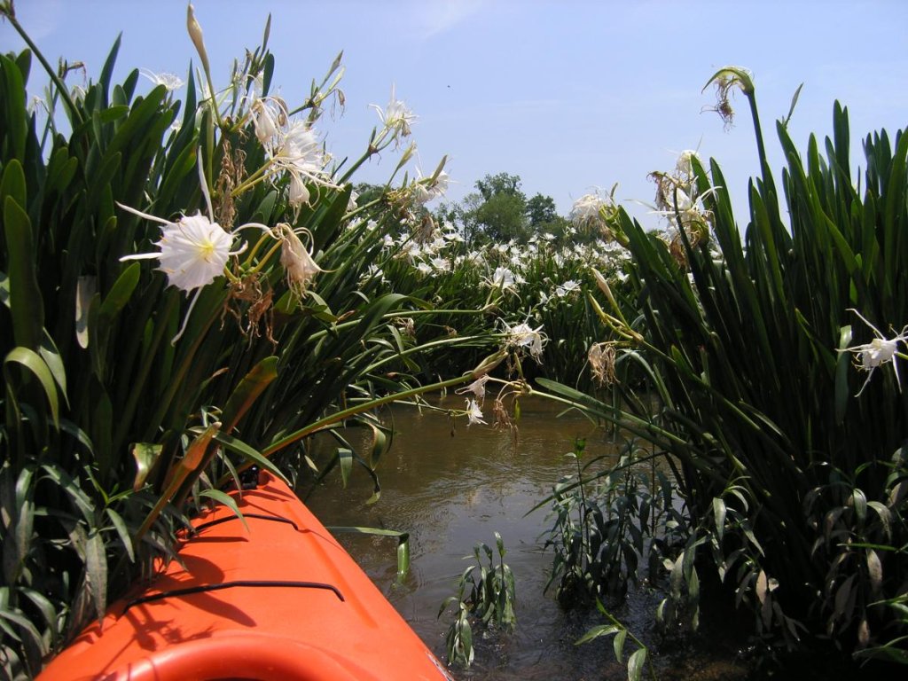 Rocky Shoals Spider Lilies at Landsford Canal State Park