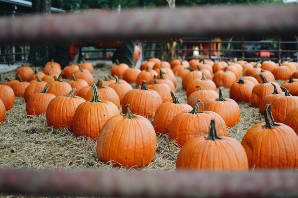 Cherry Place Farm pumpkins