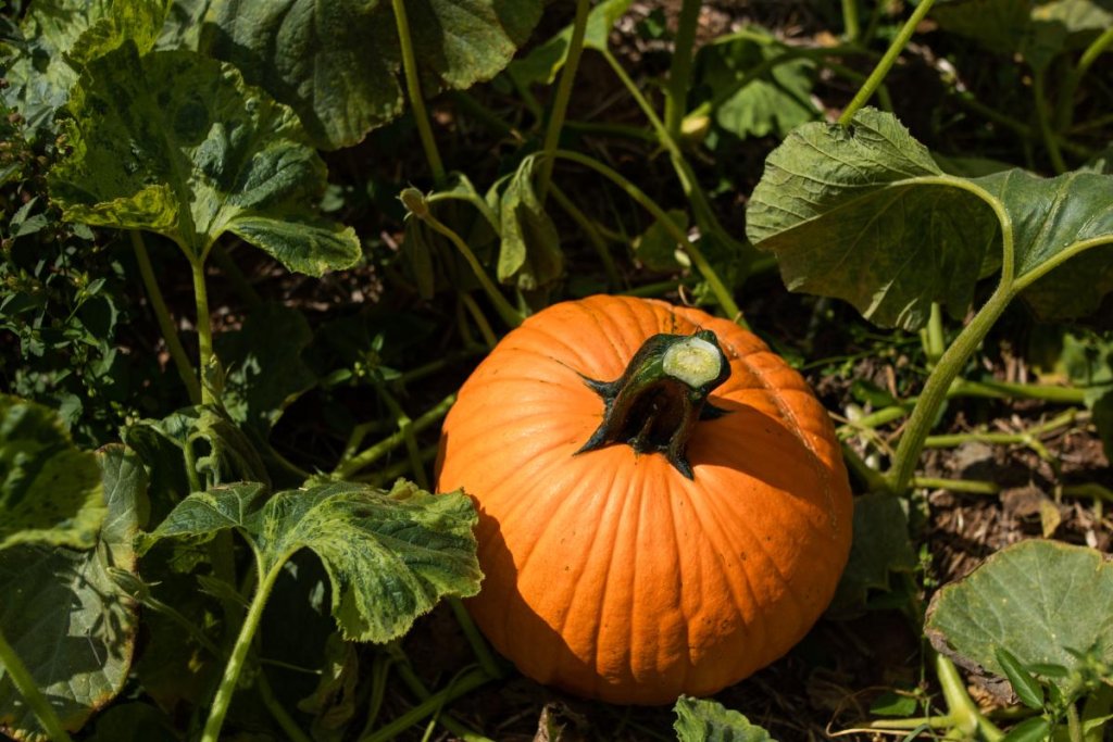 Cotton Hills Farm pumpkin