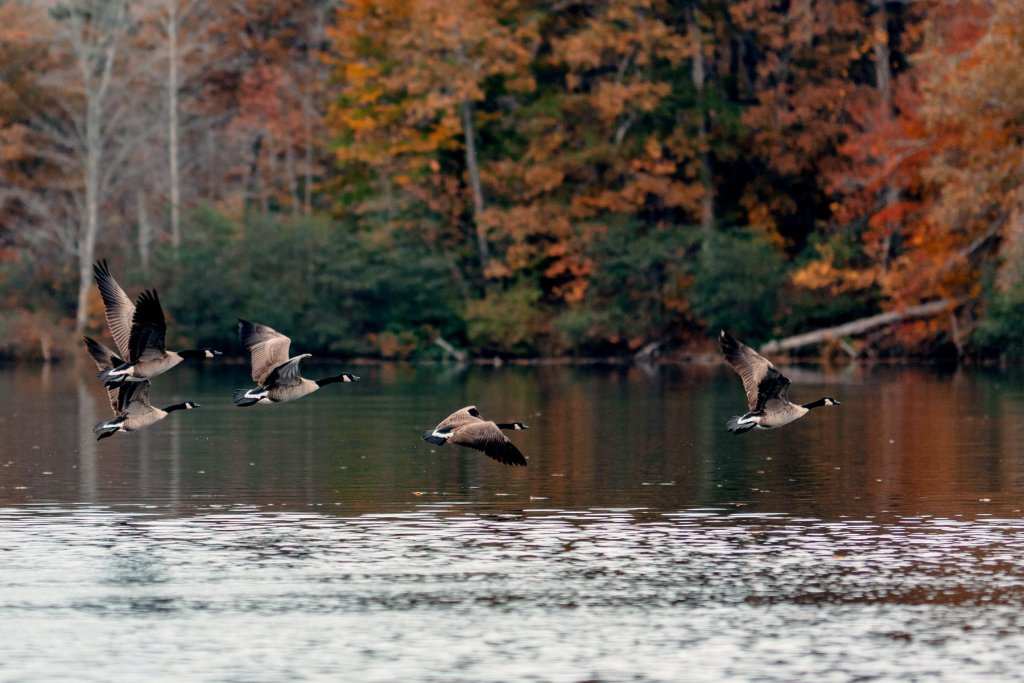 Things To Do at Lake Monticello Park Things To Do at Lake Monticello Park