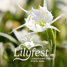 Rocky Shoals spider lily bloom at Lilyfest, Landsford Canal State Park SC.