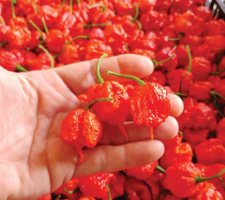 Pepper X, the hottest pepper in the world, is grown here