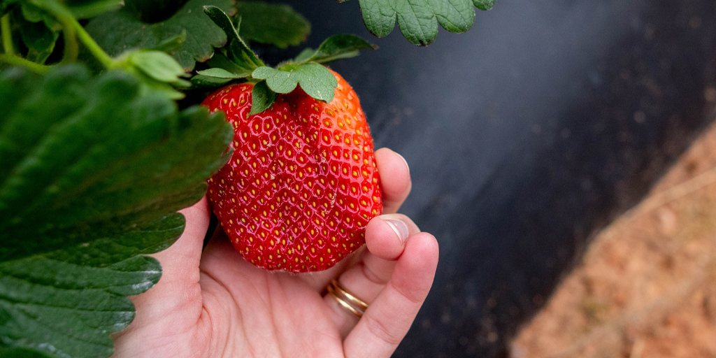 strawberry from Cherry Place Farm