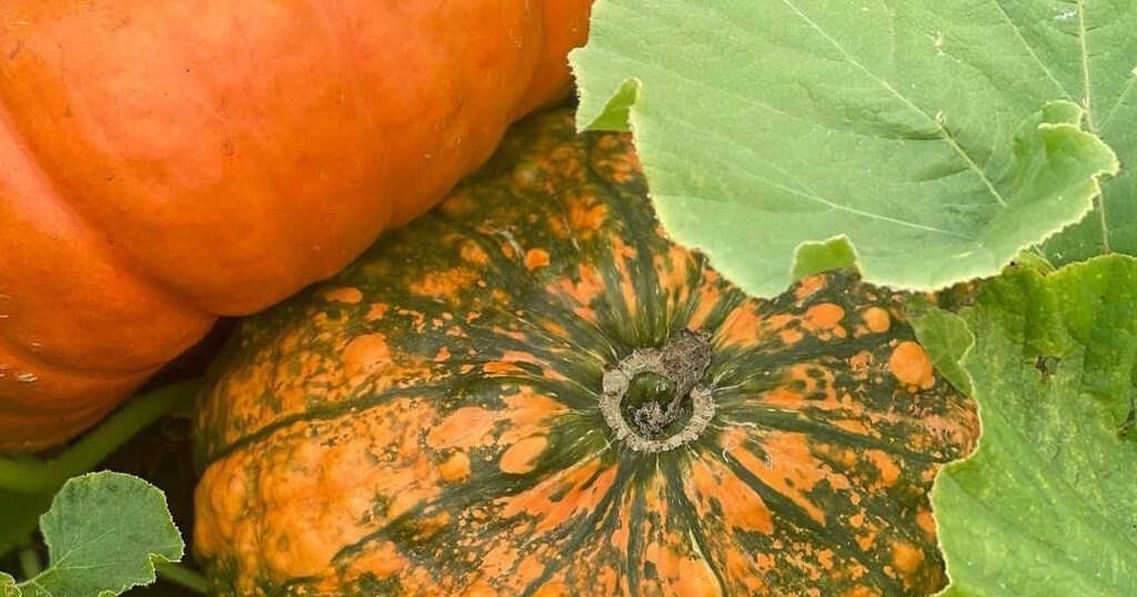 pumpkins from McLeod Farm