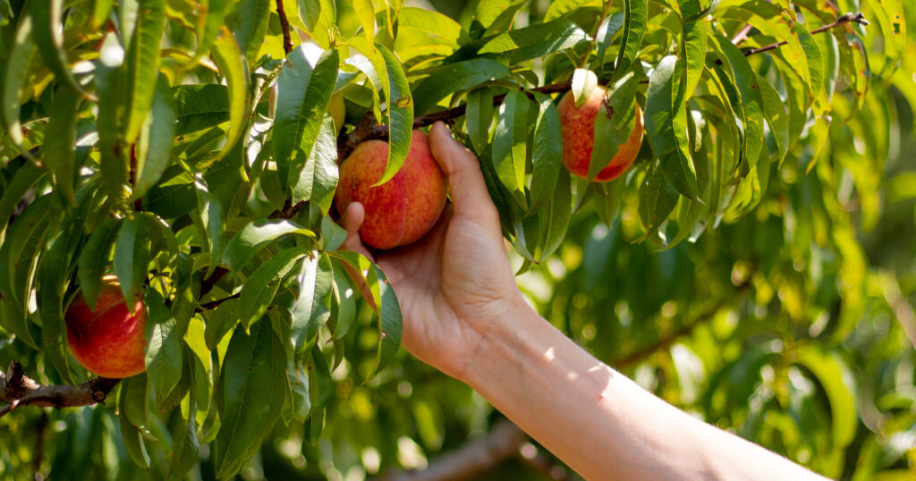 picking peaches at Cotton Hills Farm